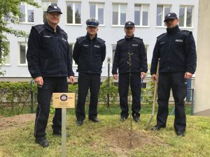 kadra kierownicza kpp świdnik biorąca udział w sadzeniu dębu