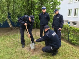 komendant i zastępca sadzą dąb