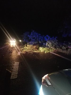 Powalone drzewo, które uszkodziło autokar