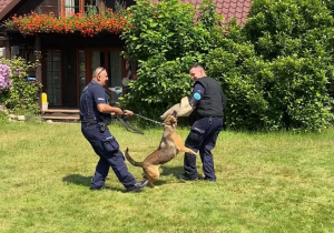 dwóch policjantów i pies atakujący jednego z nich